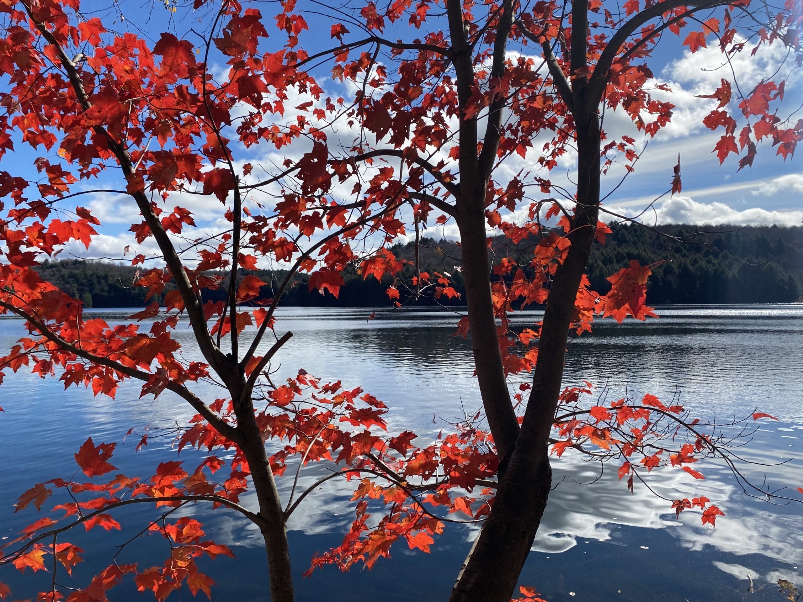Buck Lake @ Limberlost Muskoka