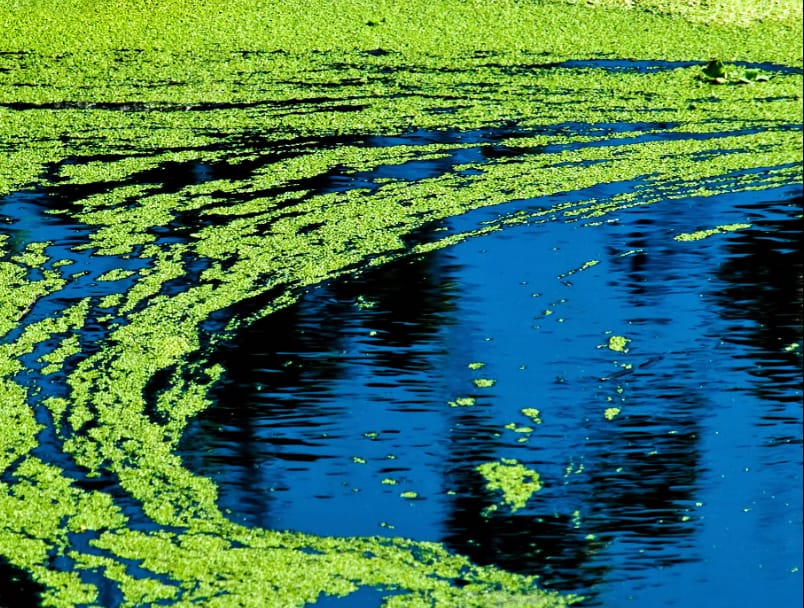 Blue-Green Algae Guide